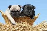 BOULEDOGUE FRANCAIS 478